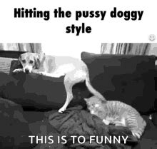 doggystyle porn gif|doggy